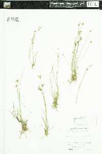 Juncus brevicaudatus image
