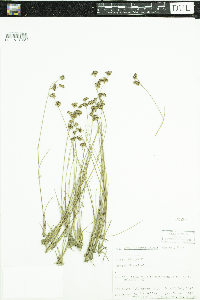 Juncus brevicaudatus image