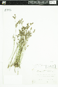 Juncus brevicaudatus image