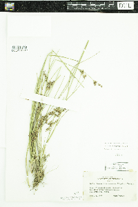 Juncus brevicaudatus image