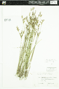 Juncus brevicaudatus image