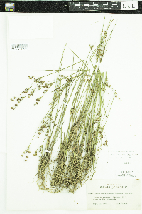 Juncus brevicaudatus image