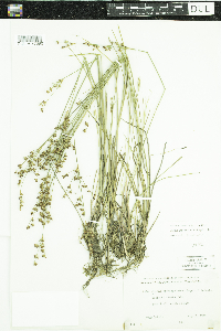 Juncus brevicaudatus image
