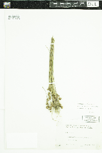 Juncus brevicaudatus image