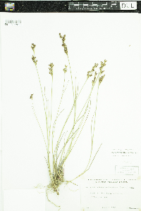 Juncus brevicaudatus image