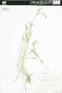 Juncus brevicaudatus image