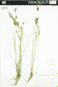 Juncus brevicaudatus image