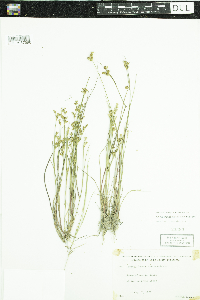 Juncus brevicaudatus image