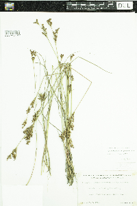 Juncus brevicaudatus image