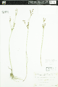 Juncus brevicaudatus image