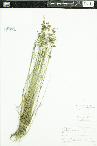 Juncus brevicaudatus image