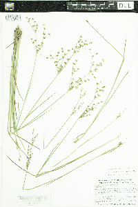 Juncus brevicaudatus image
