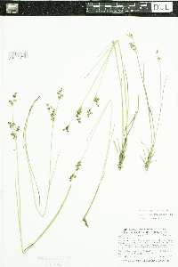 Juncus brevicaudatus image