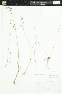 Juncus brevicaudatus image
