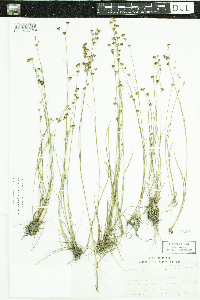 Juncus brevicaudatus image