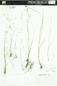 Juncus brevicaudatus image