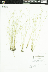 Juncus bufonius image