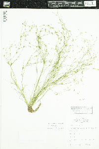 Juncus bufonius image