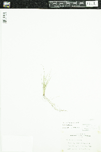 Juncus bufonius image