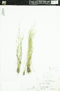 Juncus bufonius image