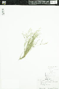 Juncus bufonius image