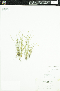 Juncus bufonius image