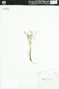 Juncus bufonius image