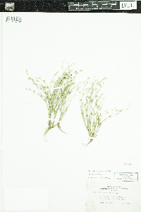 Juncus bufonius image