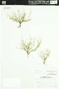 Juncus bufonius image