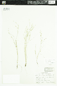 thumbnail image of current specimen