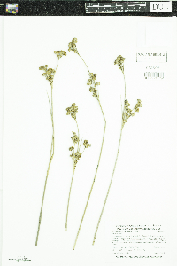 thumbnail image of current specimen