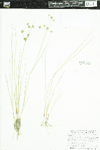 thumbnail image of current specimen