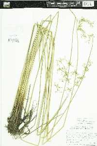 Juncus effusus image