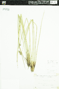 Juncus effusus image