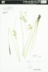 Juncus effusus image