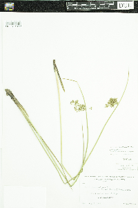 Juncus effusus image