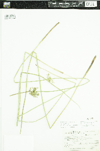 Juncus effusus image