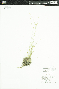 Media resource of Juncus tenuis