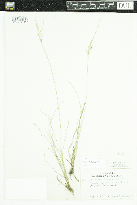 Thumbnail image of current specimen