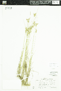 Thumbnail image of current specimen