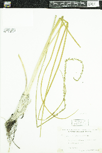 Triglochin maritima image