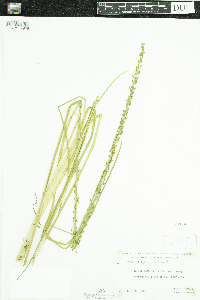 Triglochin maritima image
