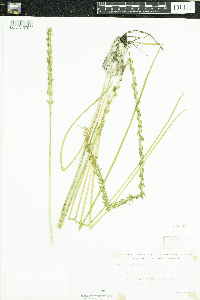 Triglochin maritima image