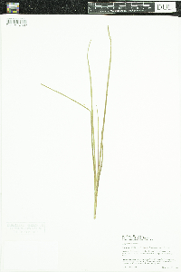 Triglochin maritima image