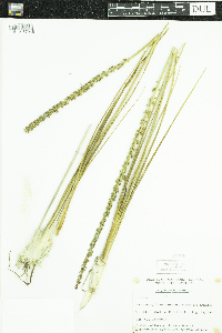 Triglochin maritima image