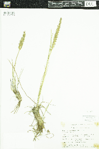 Triglochin maritima image