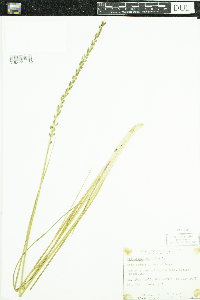 Triglochin maritima image