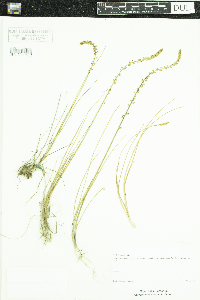 Triglochin maritima image