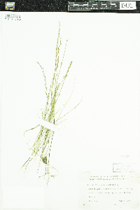 Triglochin palustris image