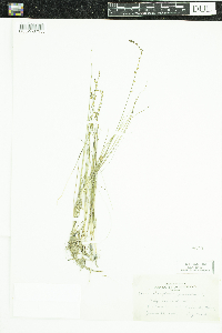 Triglochin palustris image